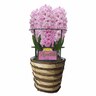 Gift Wrapped Hyacinth