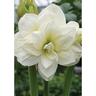 Amaryllis Akiko pack