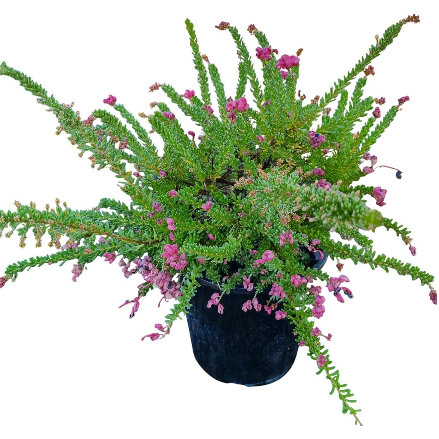 Grevillea Drummer Boy 2L