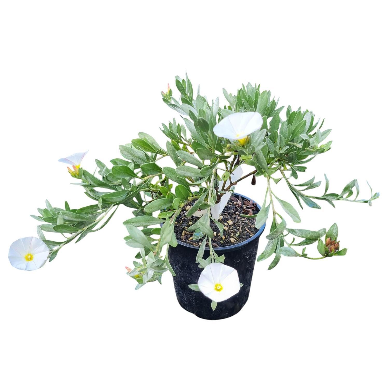 Convolvulus Cneorum 2L