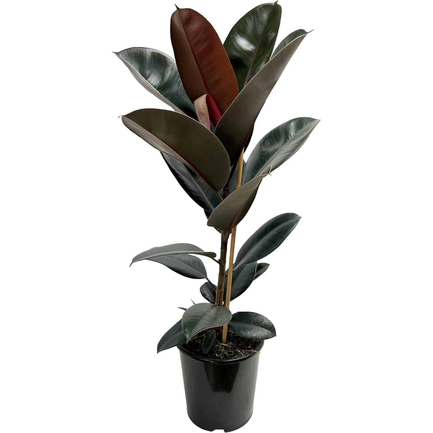 Ficus Burgundy 'Rubber Plant' 6 Litre