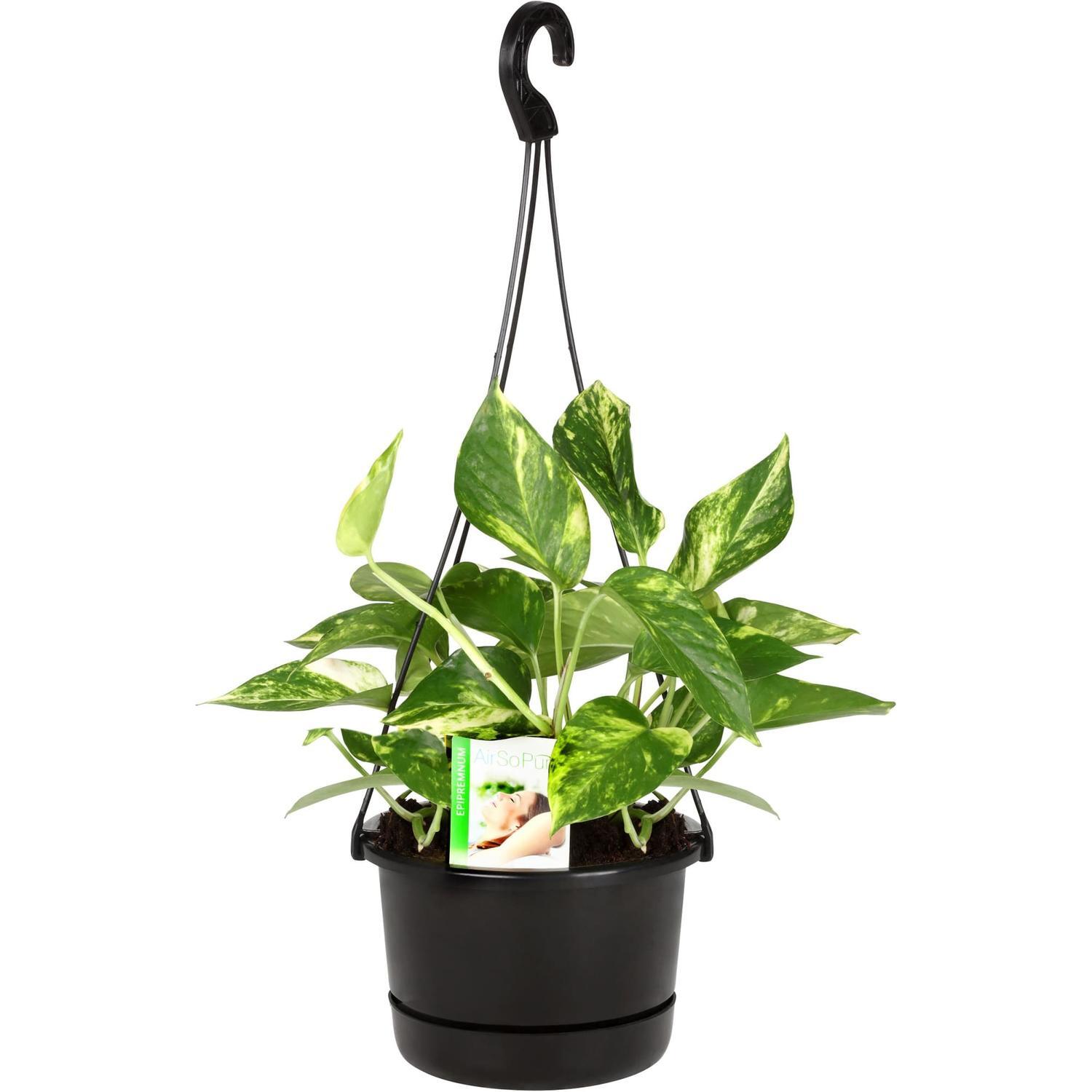 Epipremnum Devils Ivy