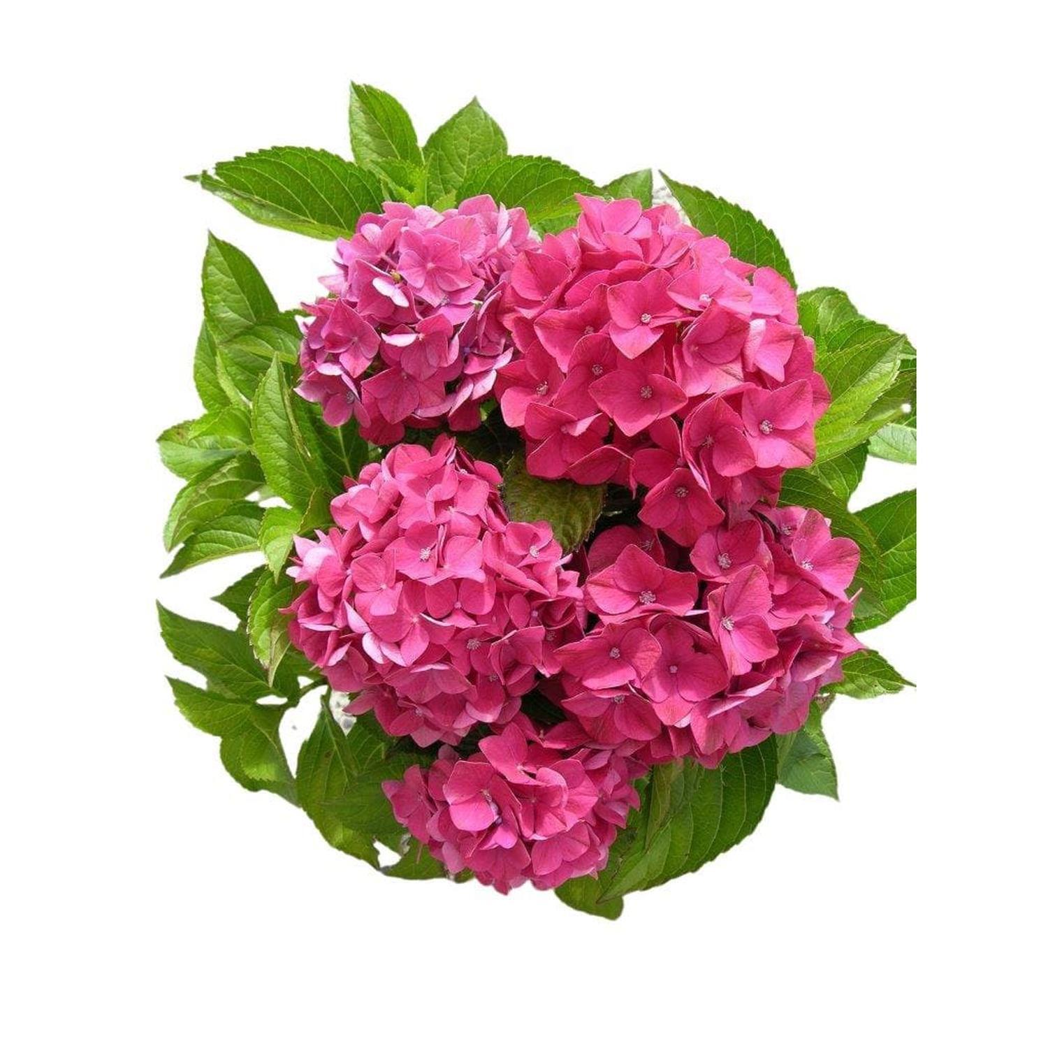 Hydrangea