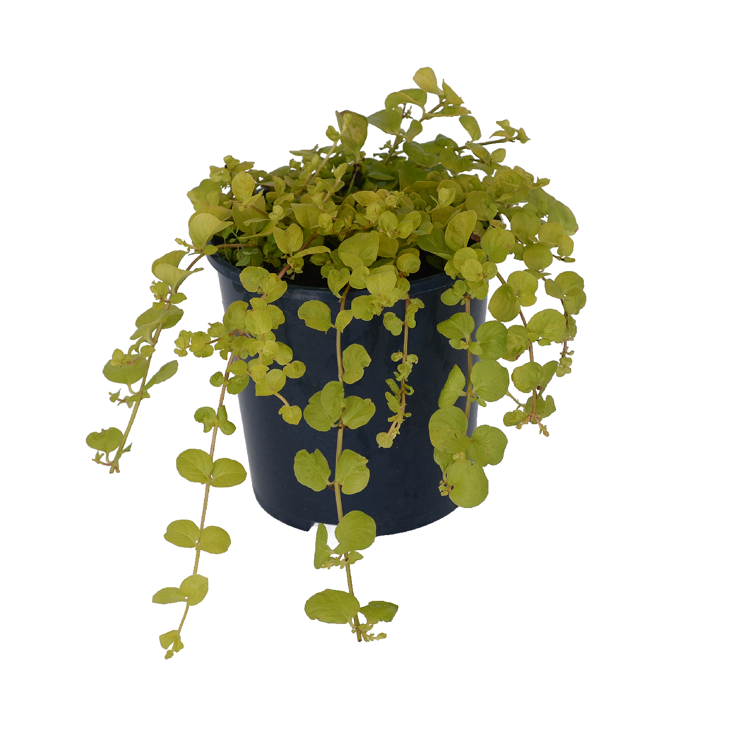 Lysimachia Nummularia Aurea
