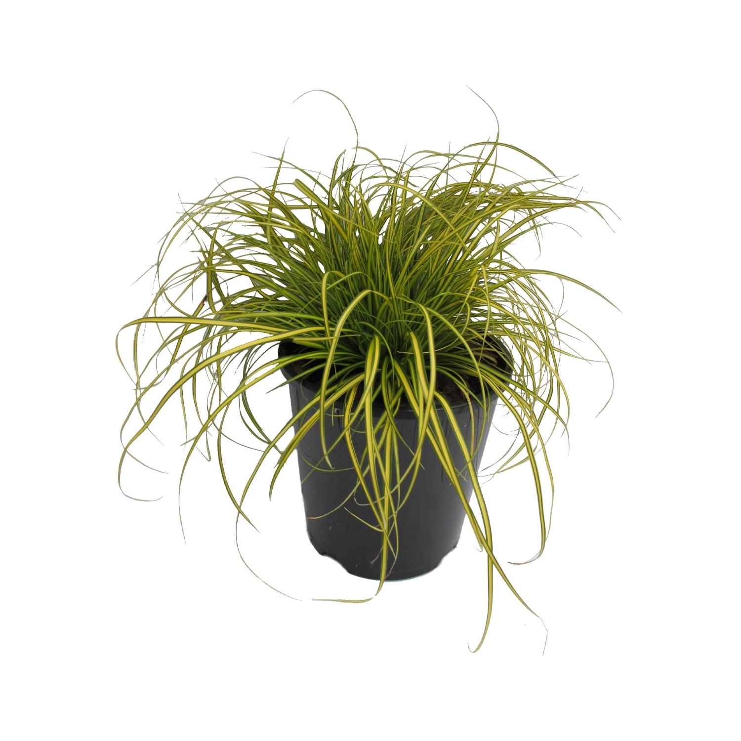 Carex Eversheen
