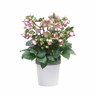 Helleborus 'Sophies Delight'