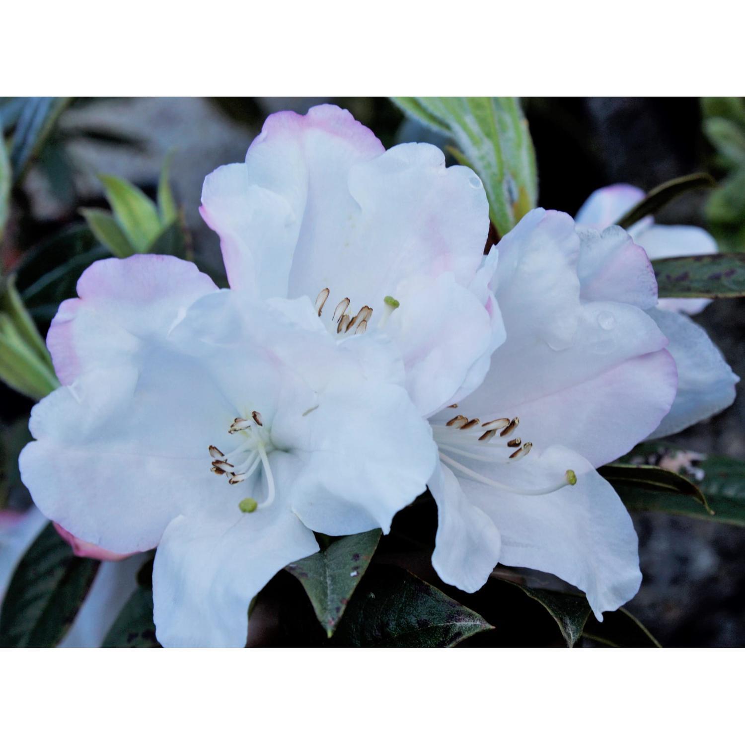 Rhododendron John Bull