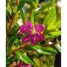 Cuphea Ruby