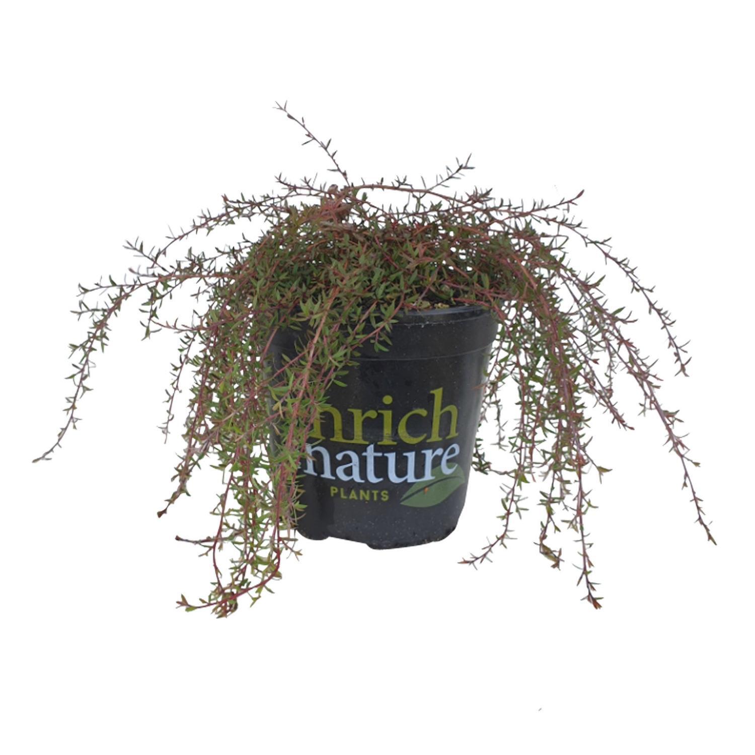 Leptospermum Pink Cascade