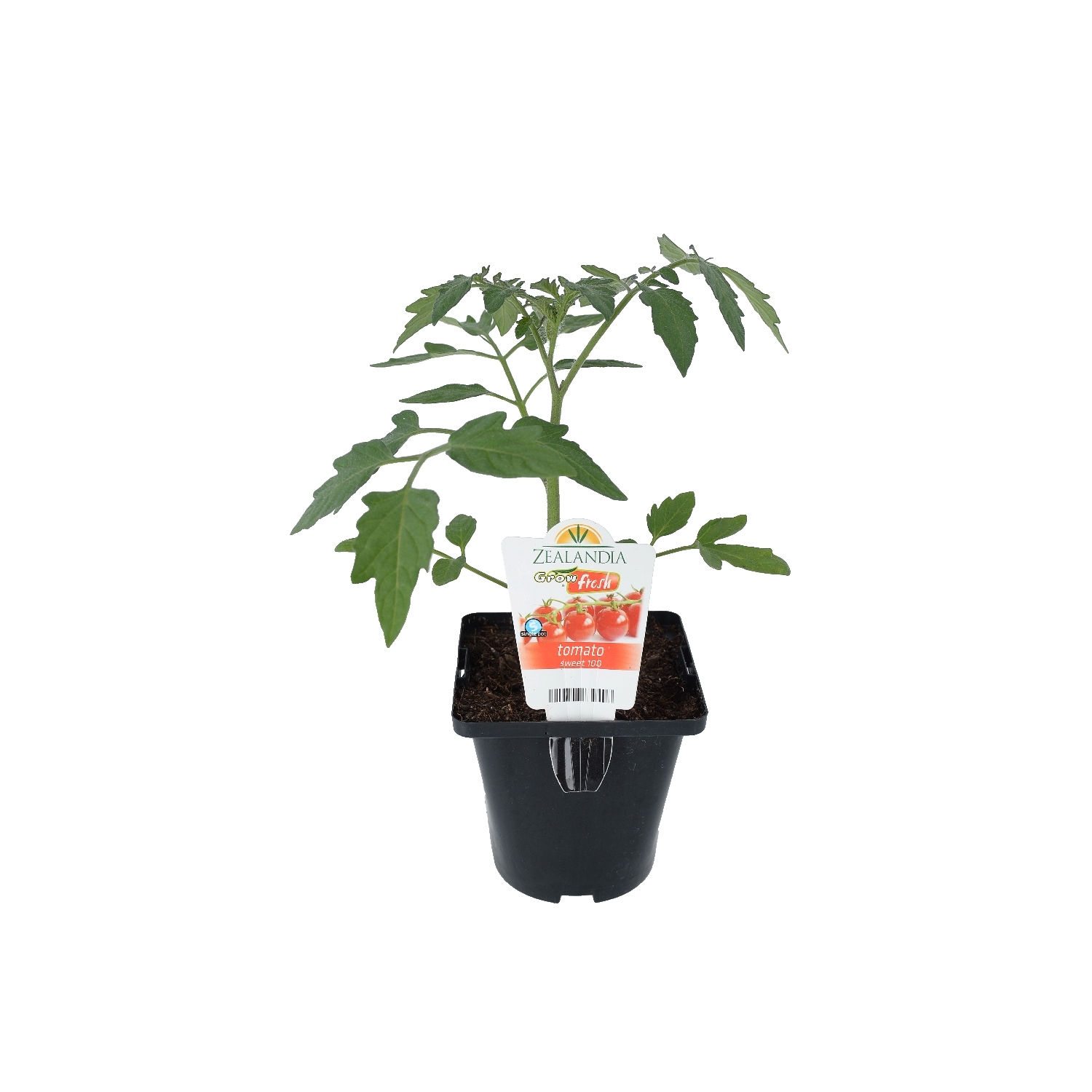 Tomato Sweet 100