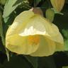 Abutilon Buttermilk 2.5 litre