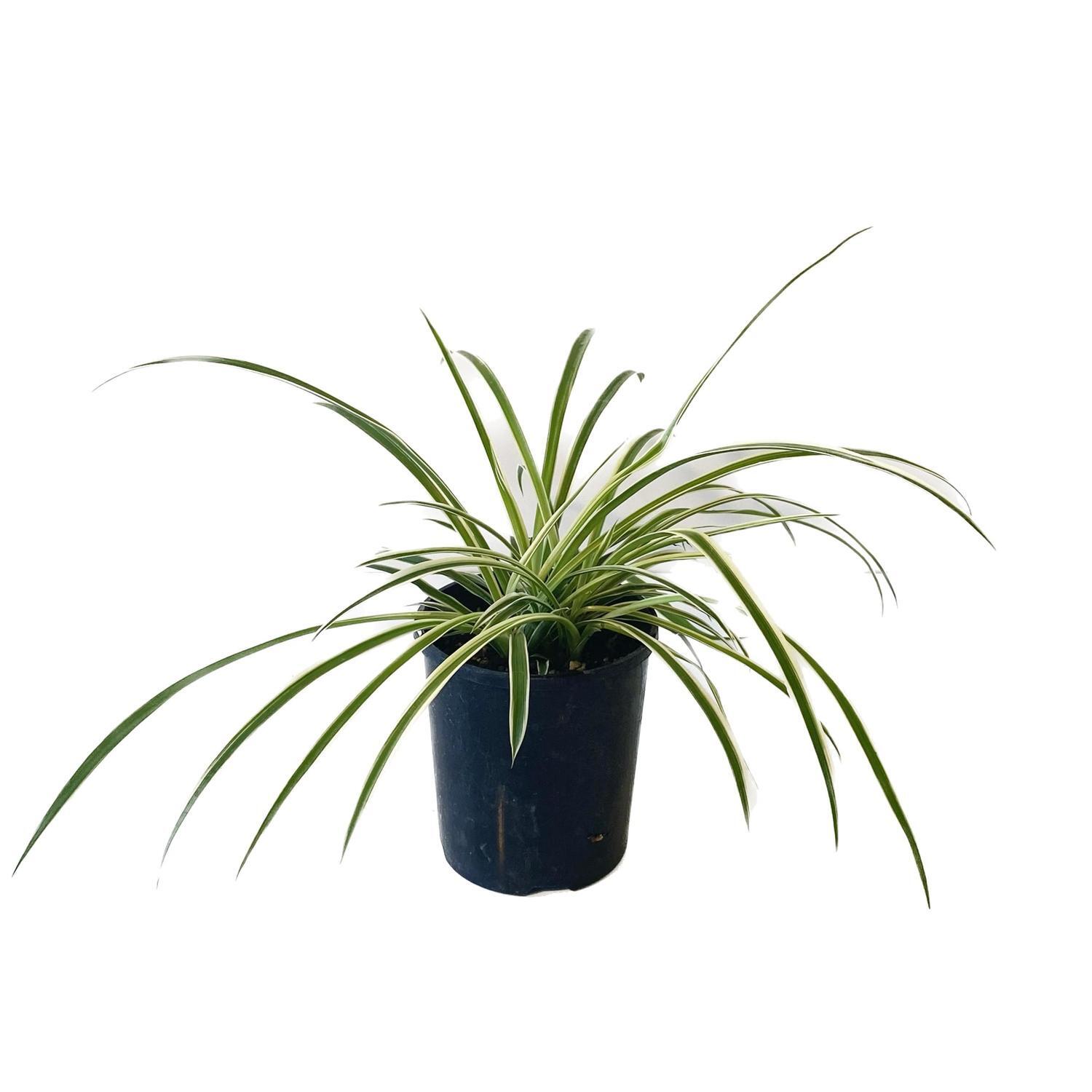 Chlorophytum 12cm