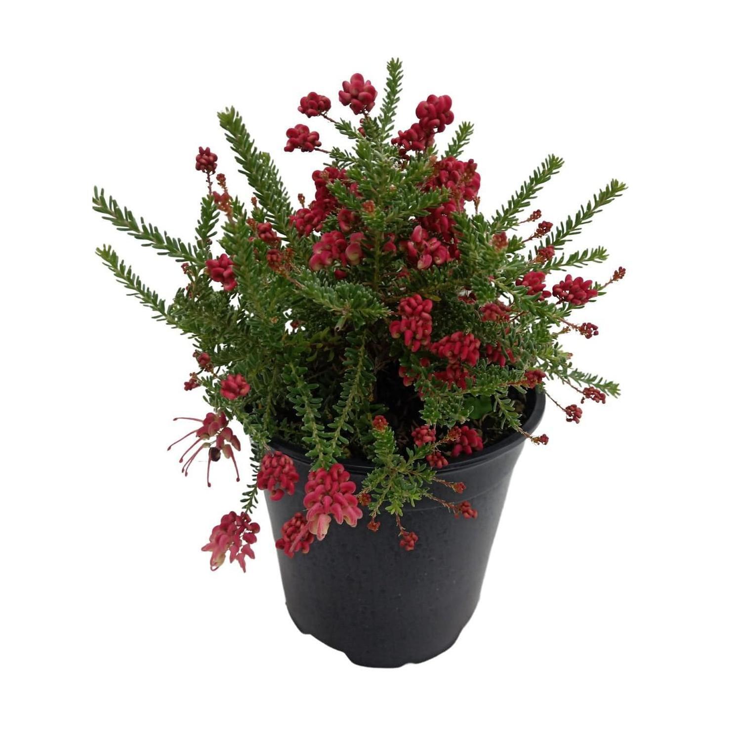 Grevillea Drummer Boy