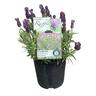 Lavender Plumberry Ruffles   15cm