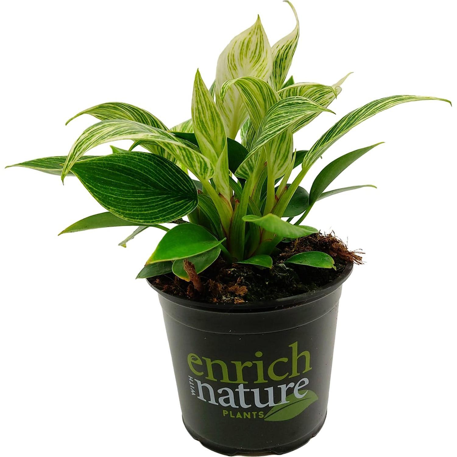 Philodendron Birkin