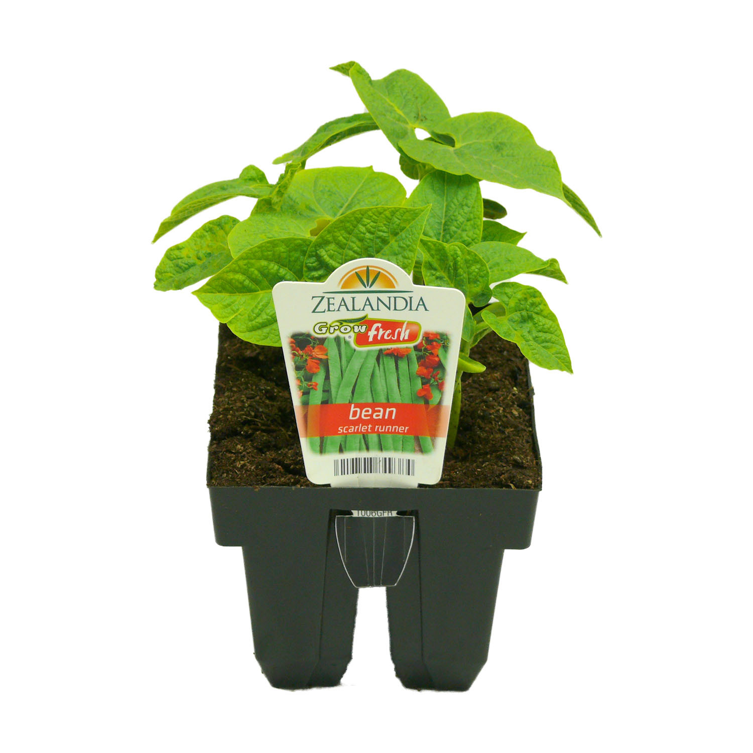 Scarlet Runner Bean