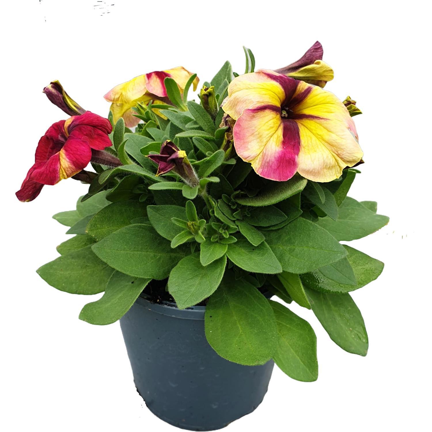 Petunia Shake Raspberry Supreme Colour 14cm