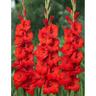 Gladioli Bonfire 10 Pack