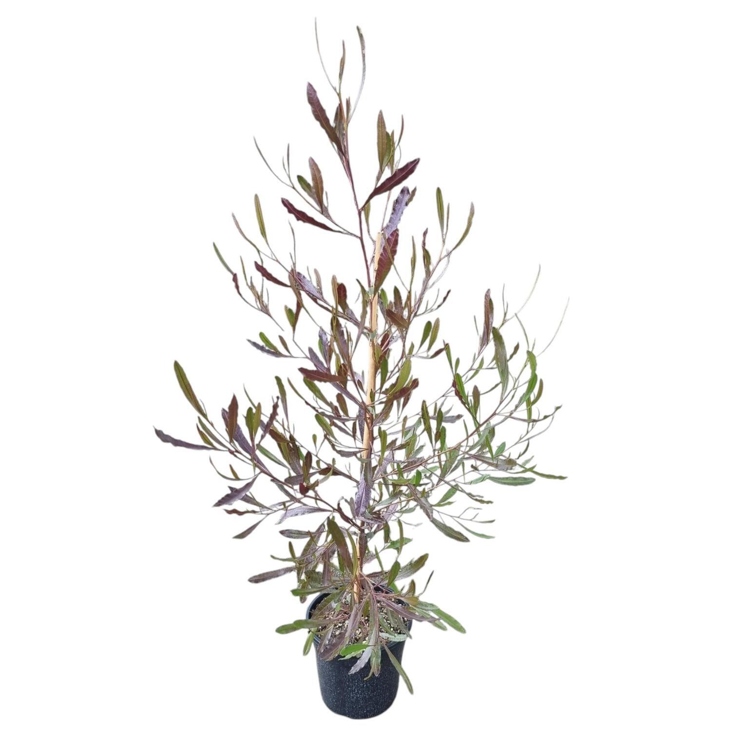 Dodonaea Viscosa Purpurea 4L