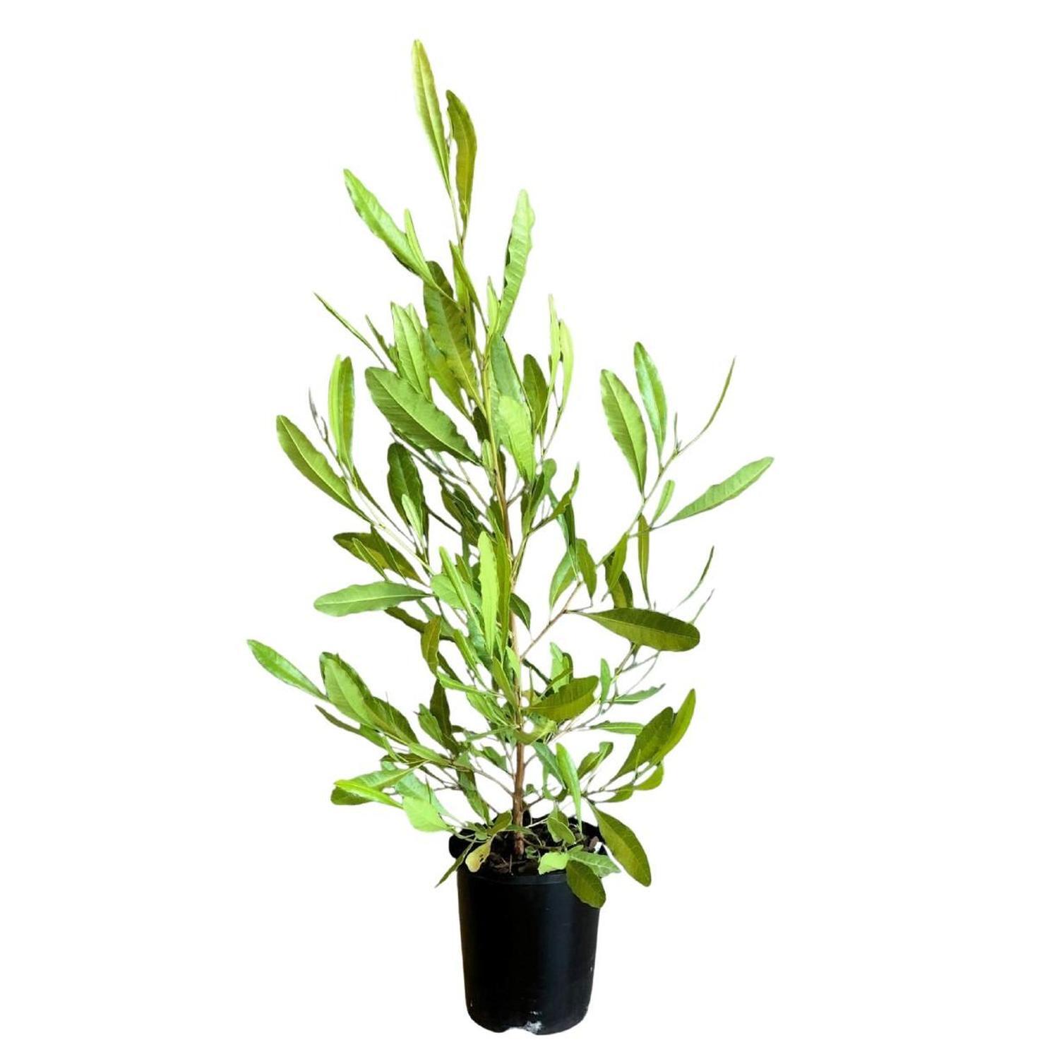 Dodonaea Viscosa 1.5L Green