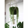 String of Pearls Indoor Basket
