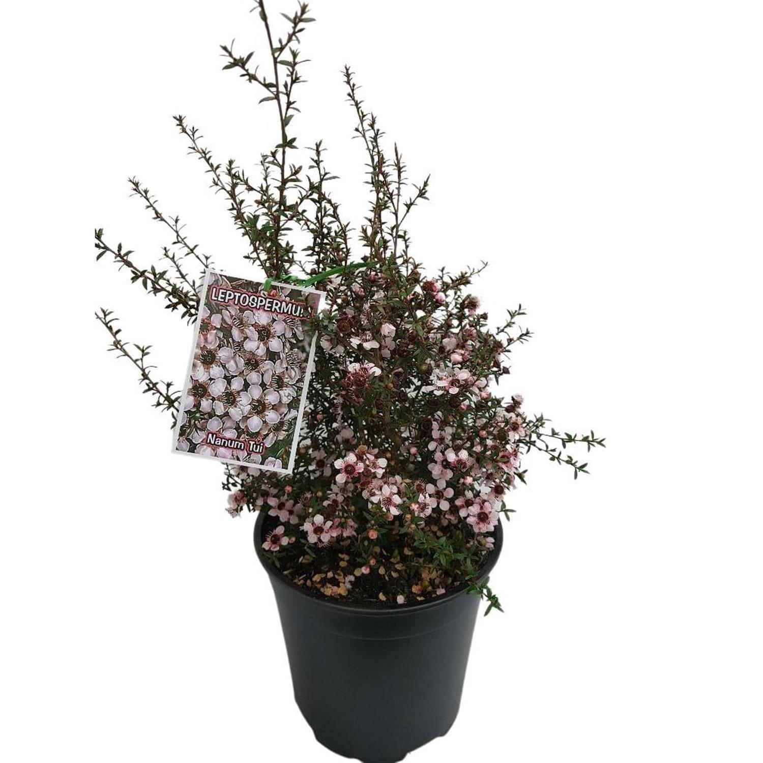 Leptospermum Tui
