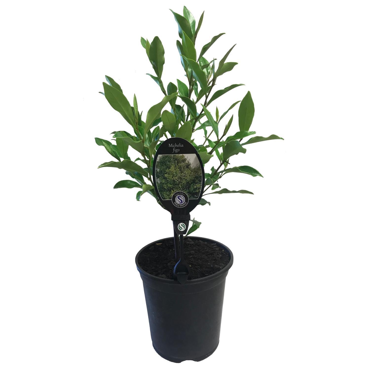 Michelia Figo