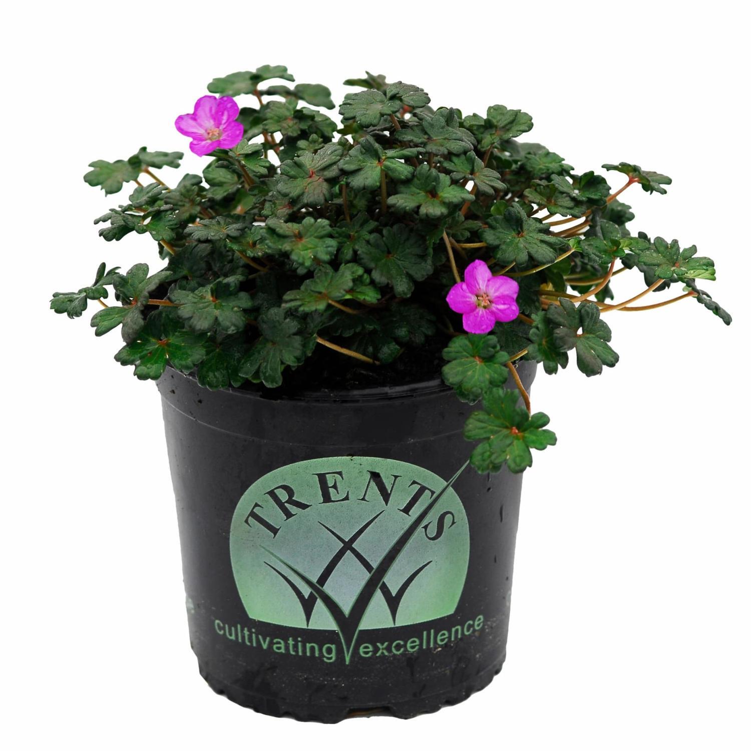 Geranium Bertie Crugg