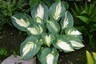 Hosta Hudson Bay