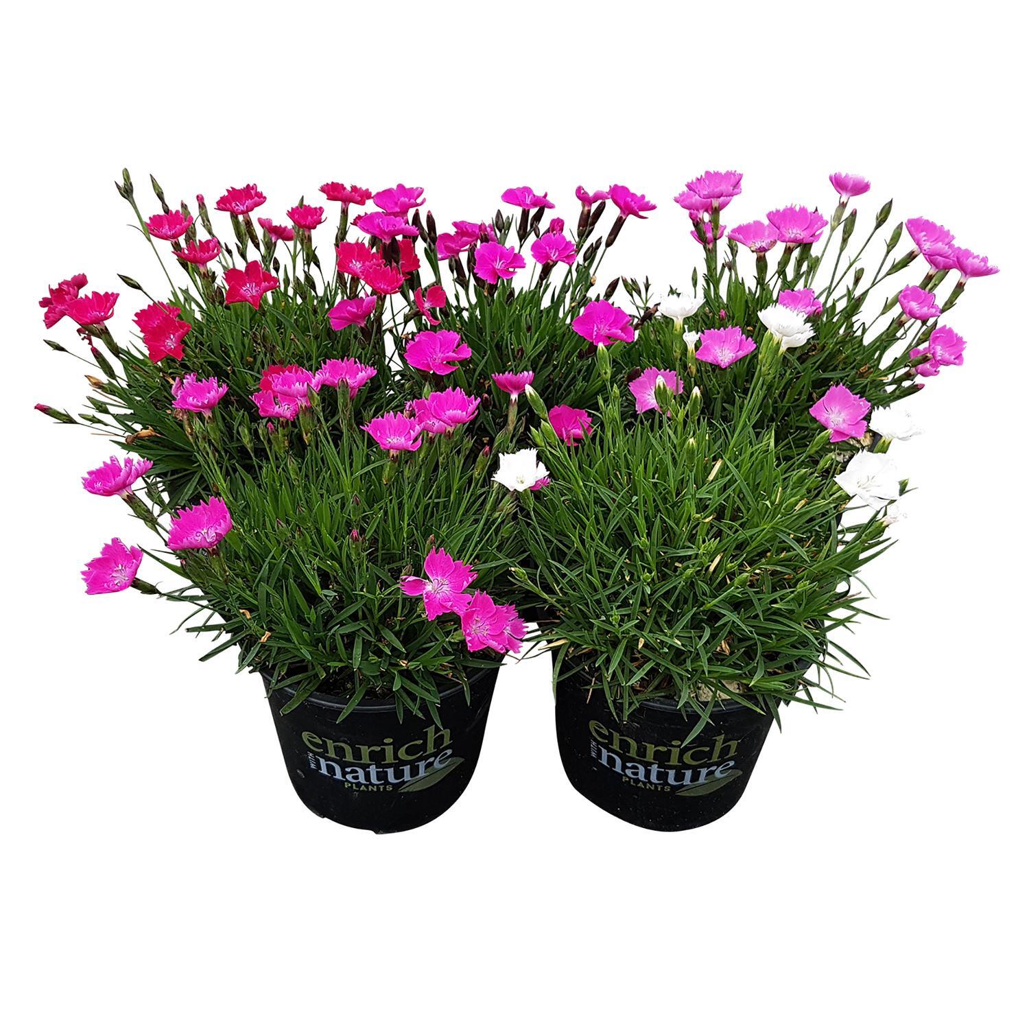 Dianthus Beauties