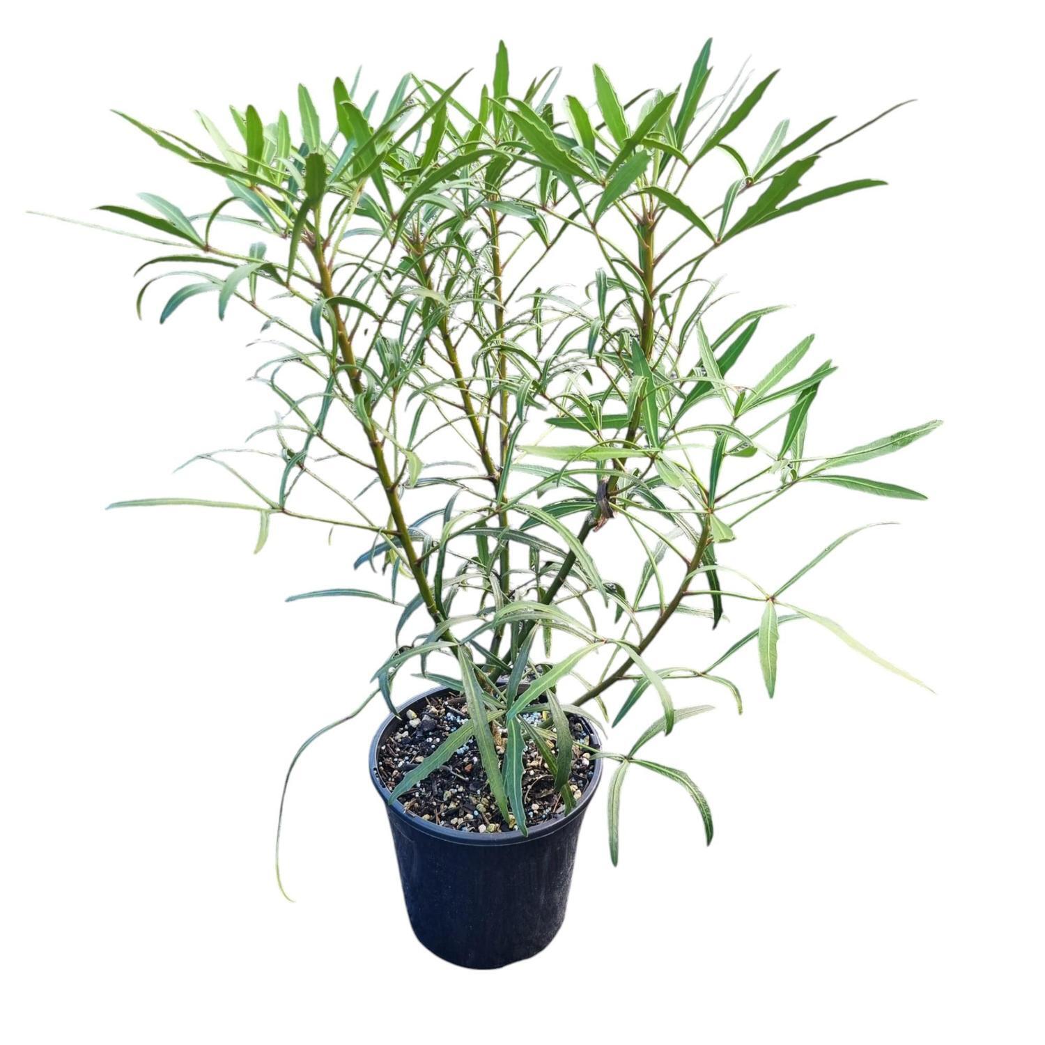 Pseudopanax Linearifolius 4L