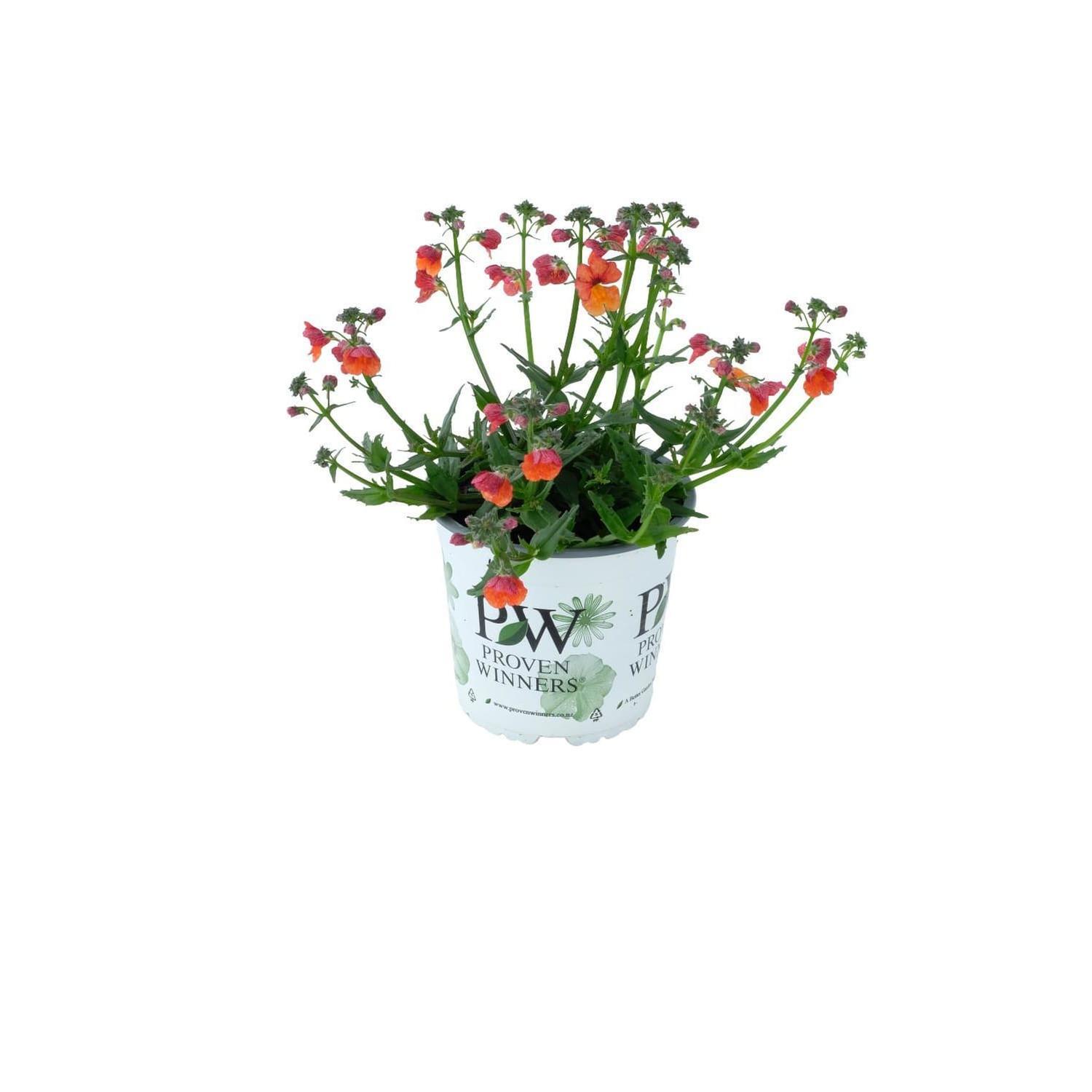 Nemesia Clementine