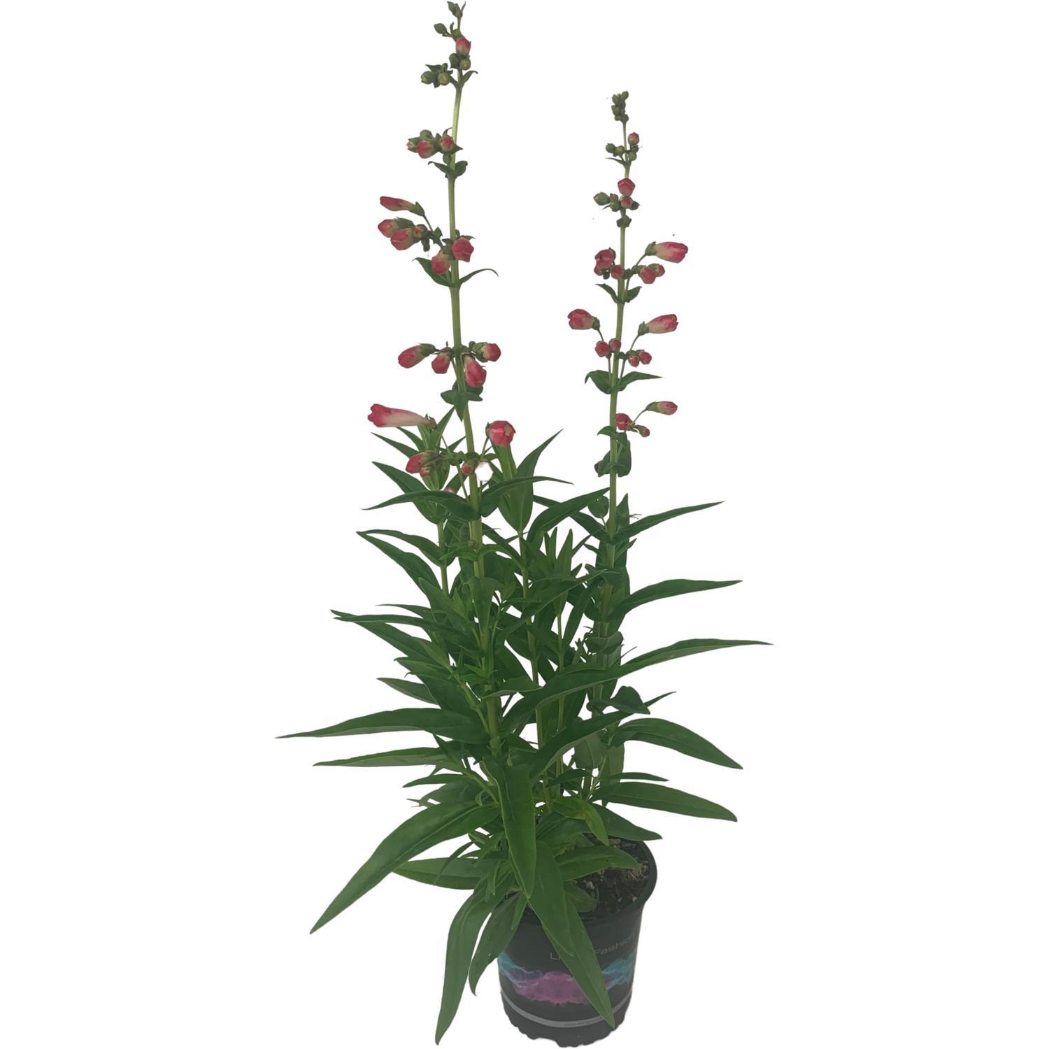 Penstemon Taffy Watermelon