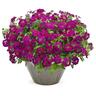 Verbena Royale Plum Wine
