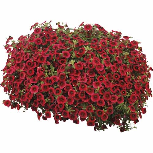 Calibrachoa Pomegranate Punch