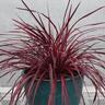 Cordyline Raspberry Fountain
