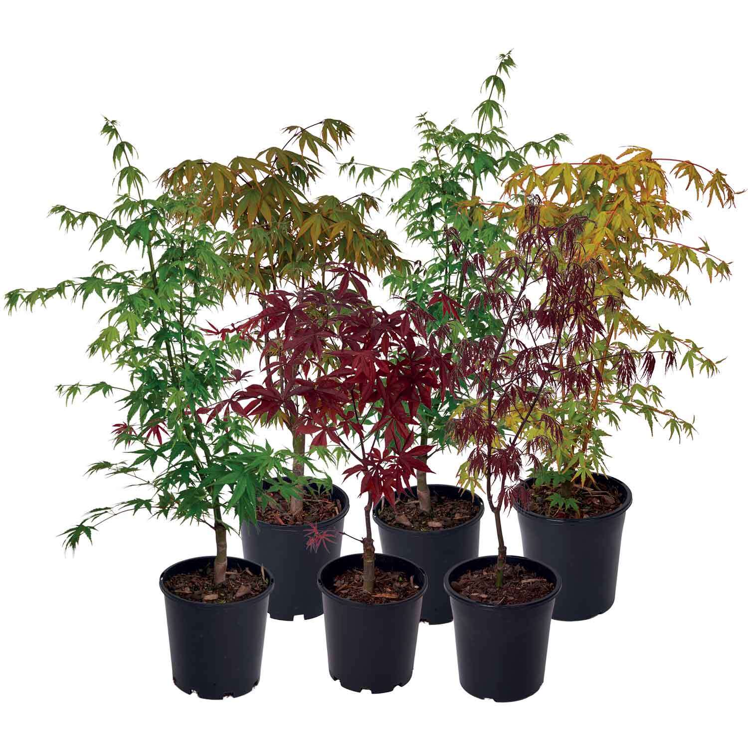 Acer Palmatum 3L