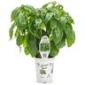 Amazel Basil
