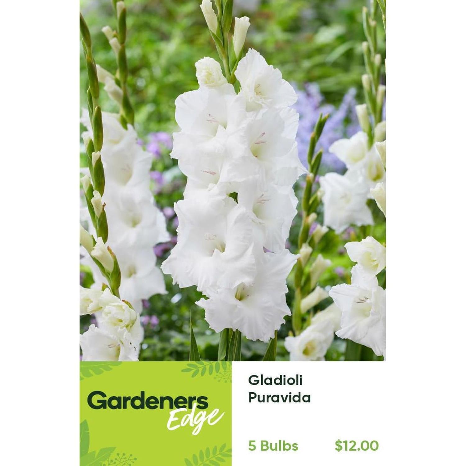 Gladioli Puravida Pack of 5