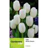 Tulip Single White Dream 5 pack