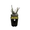 Leptospermum Princess Anne 1.9 litre White