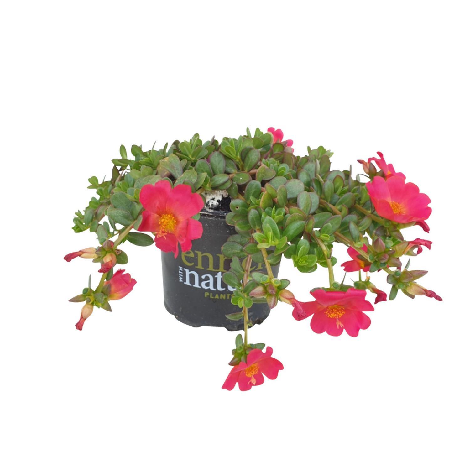 Portulaca Cherry Baby
