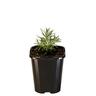 Curry Plant
