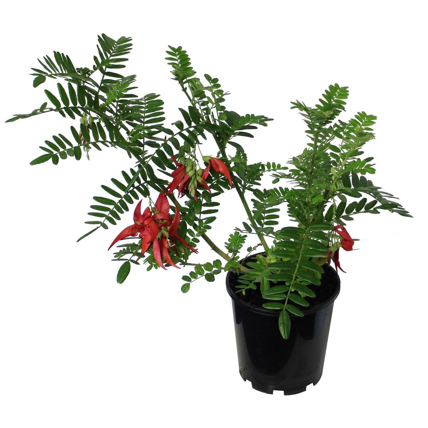 Clianthus Maximus