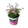 Brachyscome Angustifolia Blue