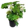 Hydrangea Pee Wee