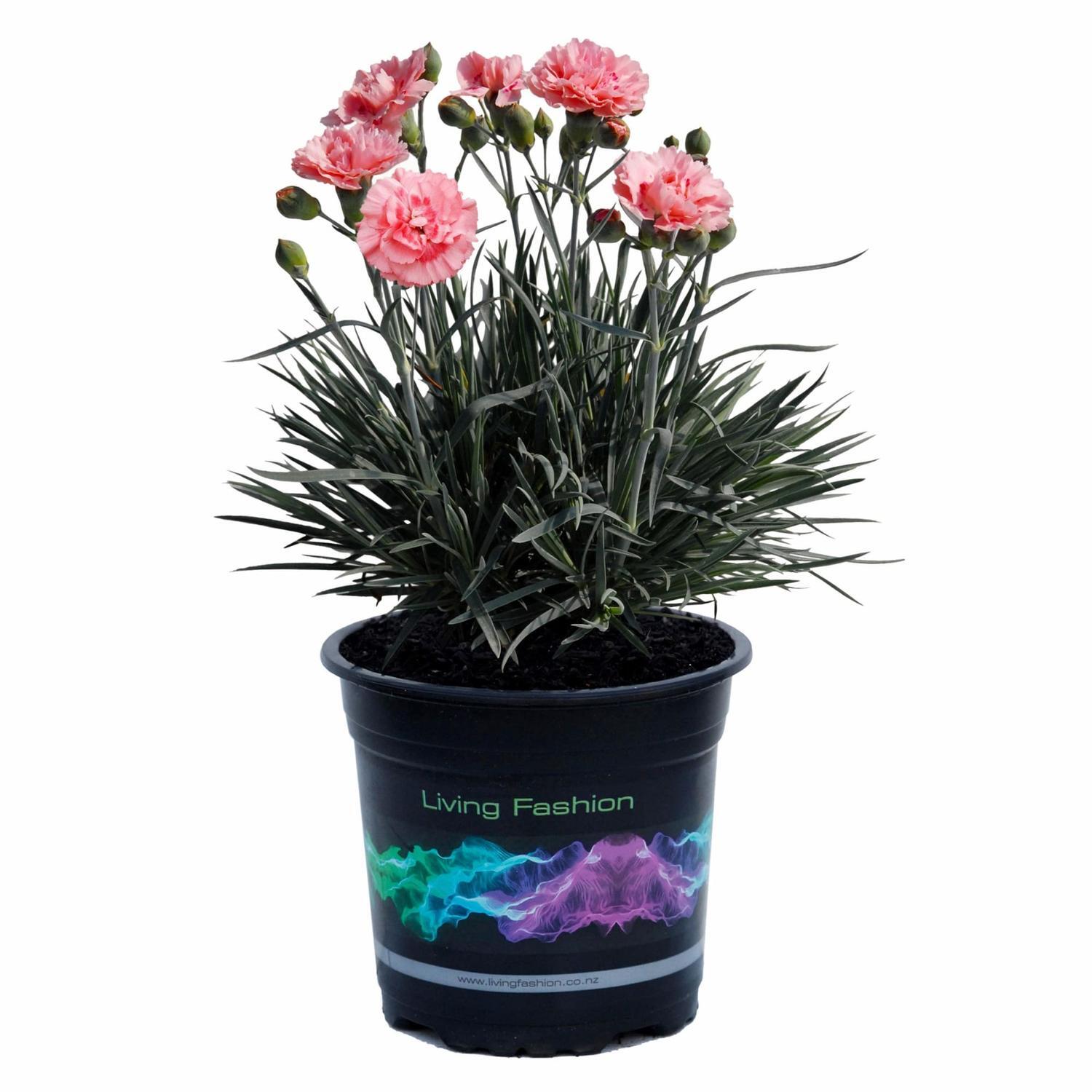 Dianthus Romance