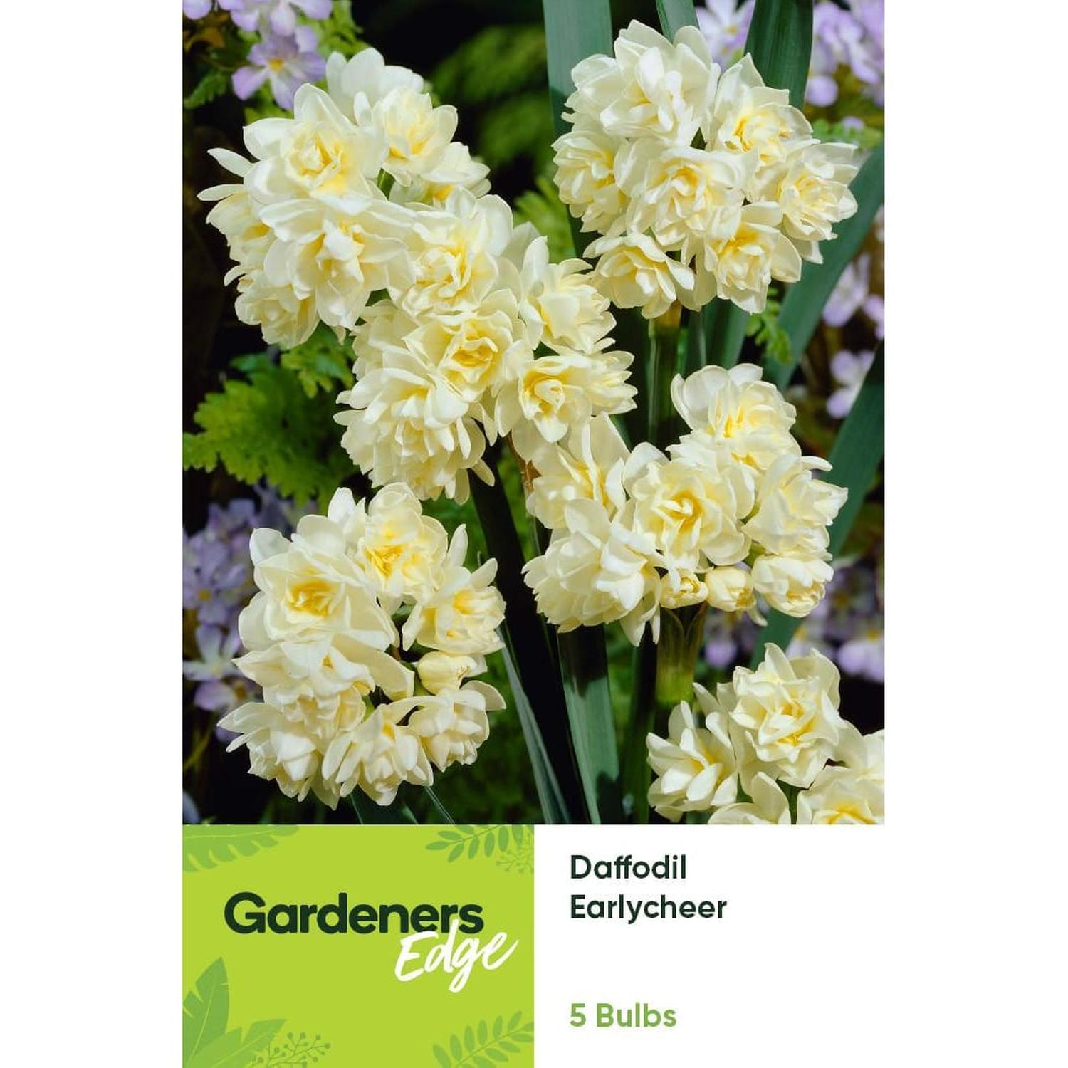 Daffodil  Earlycheer 5 Pack
