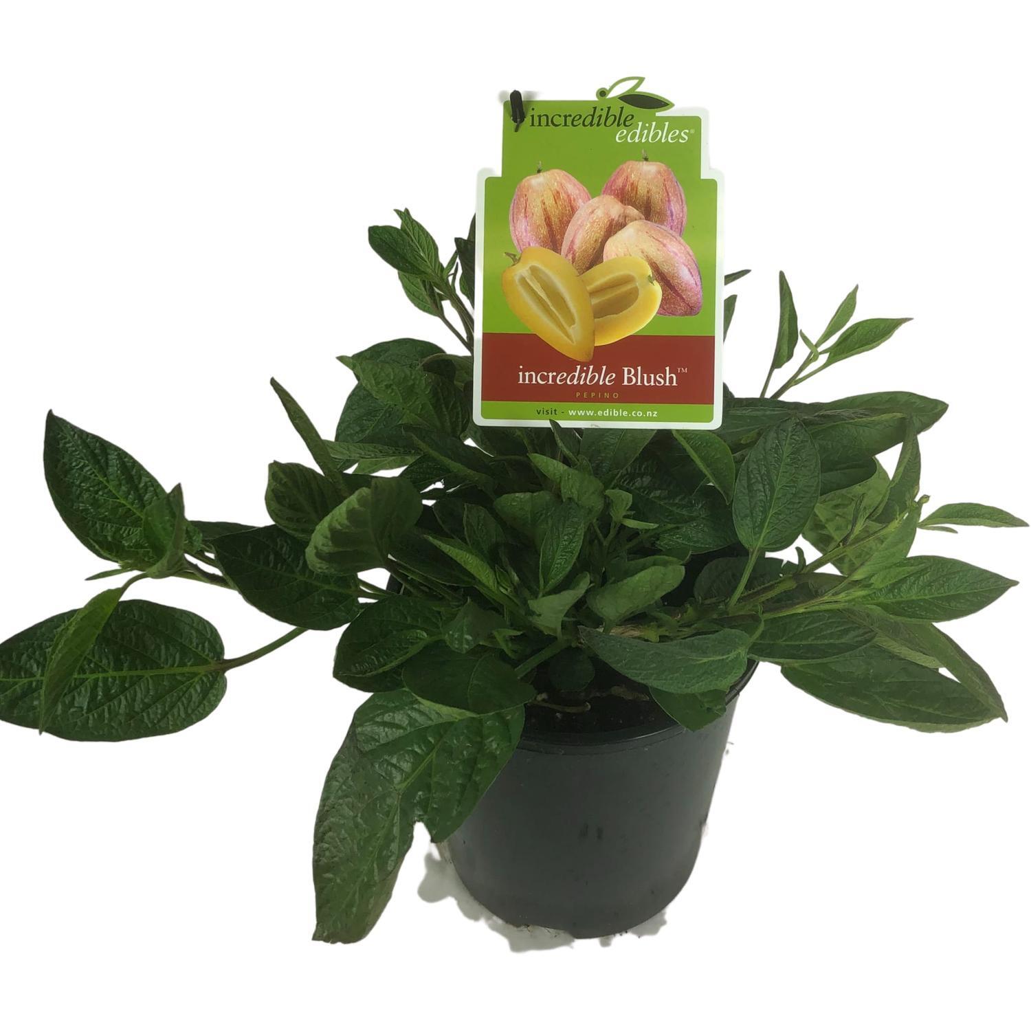 Pepin Blush