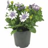 Osteospermum 3d Double Silver